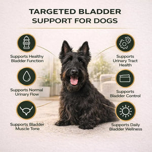 Dog sitting indoors with VetriScience Bladder Health chewable tablets promoting urinary tract and bladder control support.