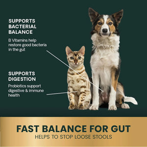 Dog and cat with VetriScience Quick Action Digestive Support Paste formulated with probiotics and B vitamins for digestive balance