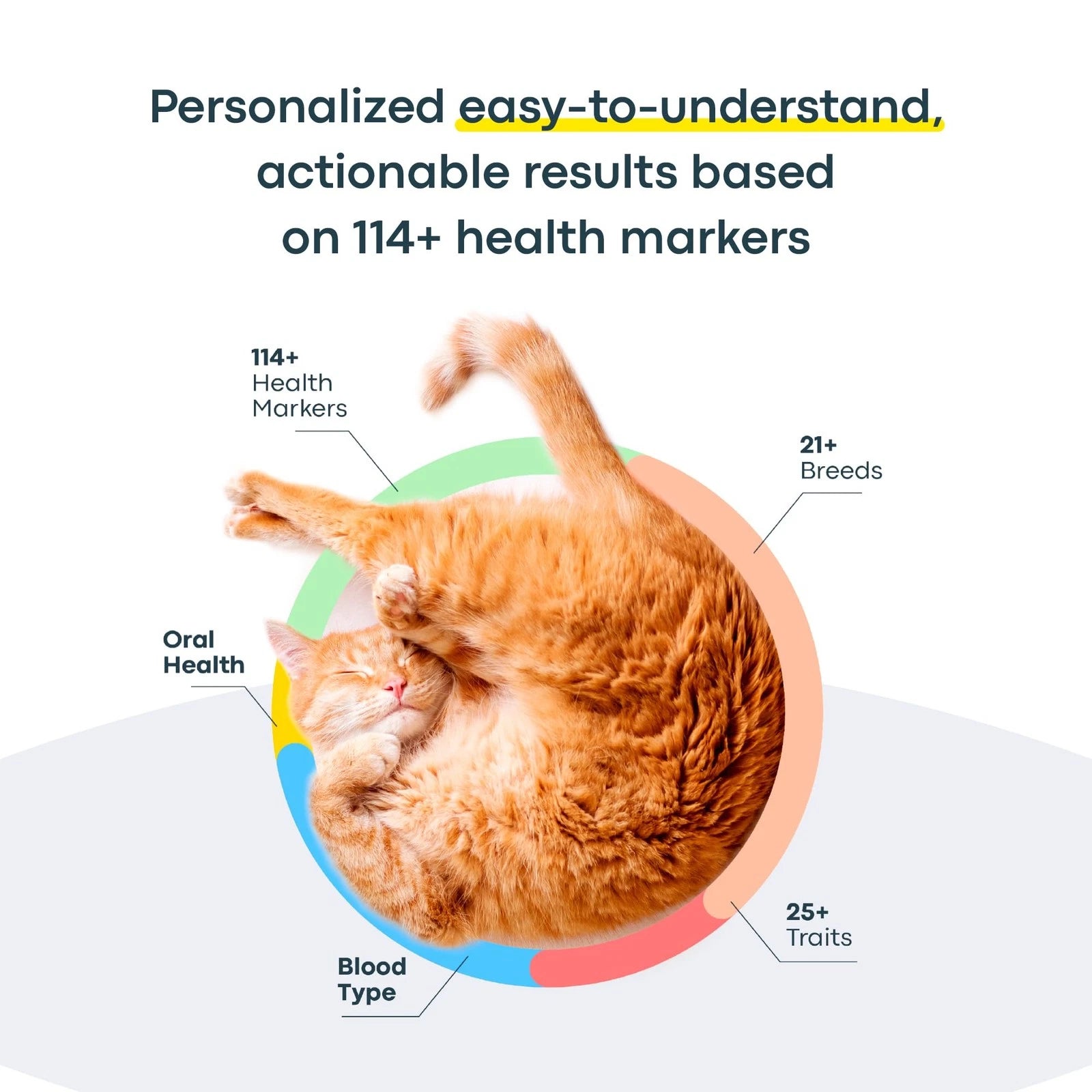 Illustration showing Basepaws cat DNA test results including health markers, breed analysis, and genetic traits