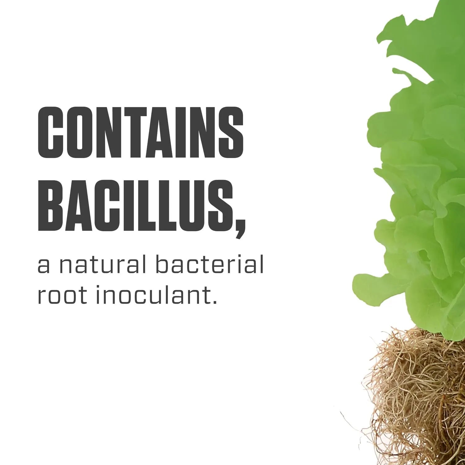Botanicare Hydroguard Bacillus root inoculant containing natural beneficial bacteria for healthy plant roots