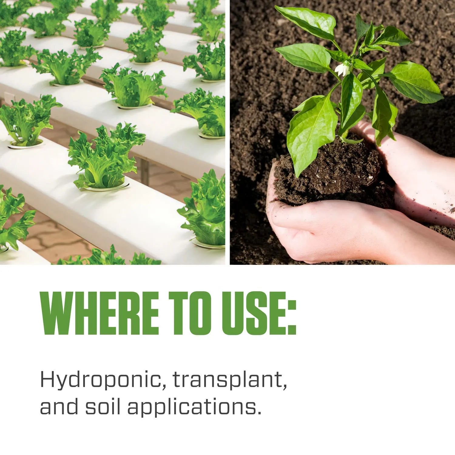 Hydroguard root inoculant suitable for hydroponic, transplant, and soil applications