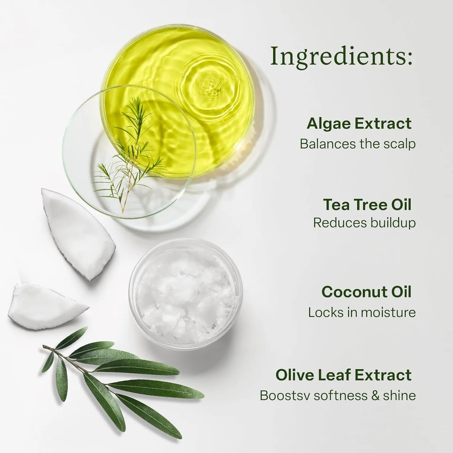 Flat lay of Divi conditioner ingredients including algae extract, tea tree oil, coconut oil, and olive leaf extract for scalp balance and hydration.
