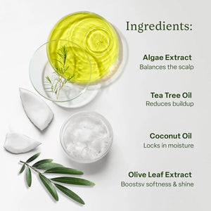 Flat lay of Divi conditioner ingredients including algae extract, tea tree oil, coconut oil, and olive leaf extract for scalp balance and hydration.