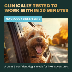 VetriScience Composure Calm & Confident dog chews formulated for fast acting stress support