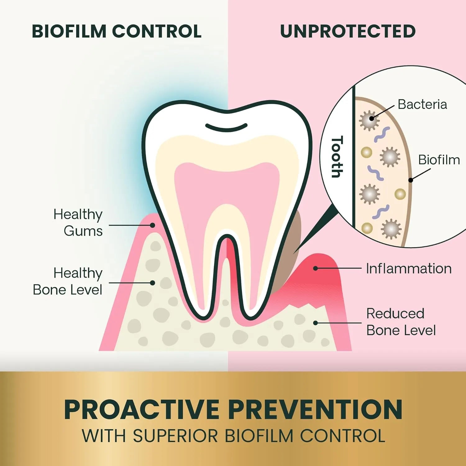 Dental health diagram showing biofilm control and gum support with VetriScience Healthy Mouth dental chews for dogs.