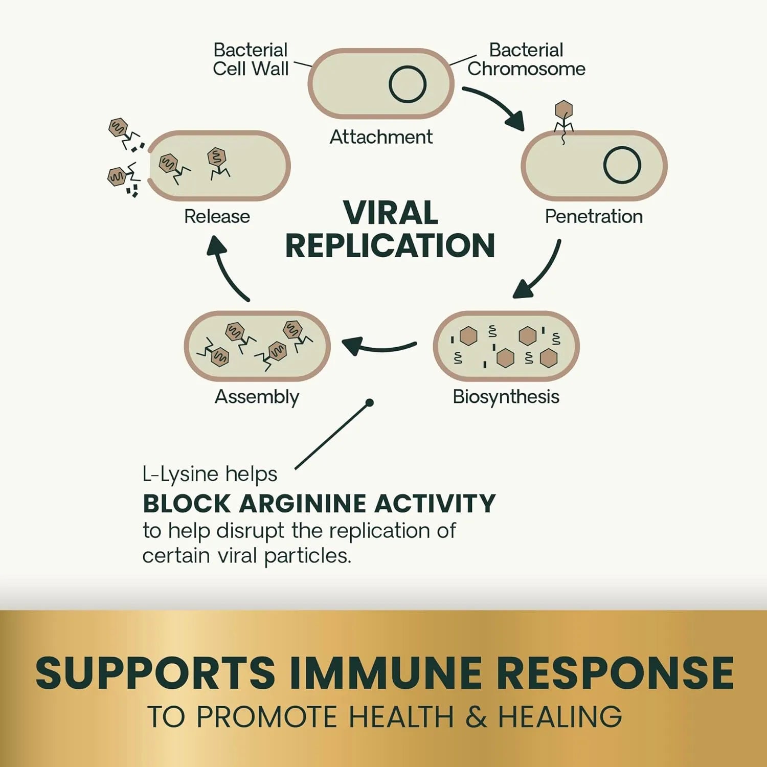Educational diagram explaining how L-Lysine supports normal immune system function in cats.