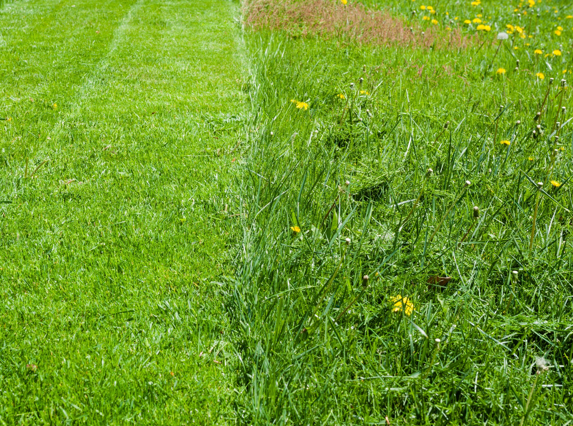 Fiesta Broadleaf Weed Killer for lawns